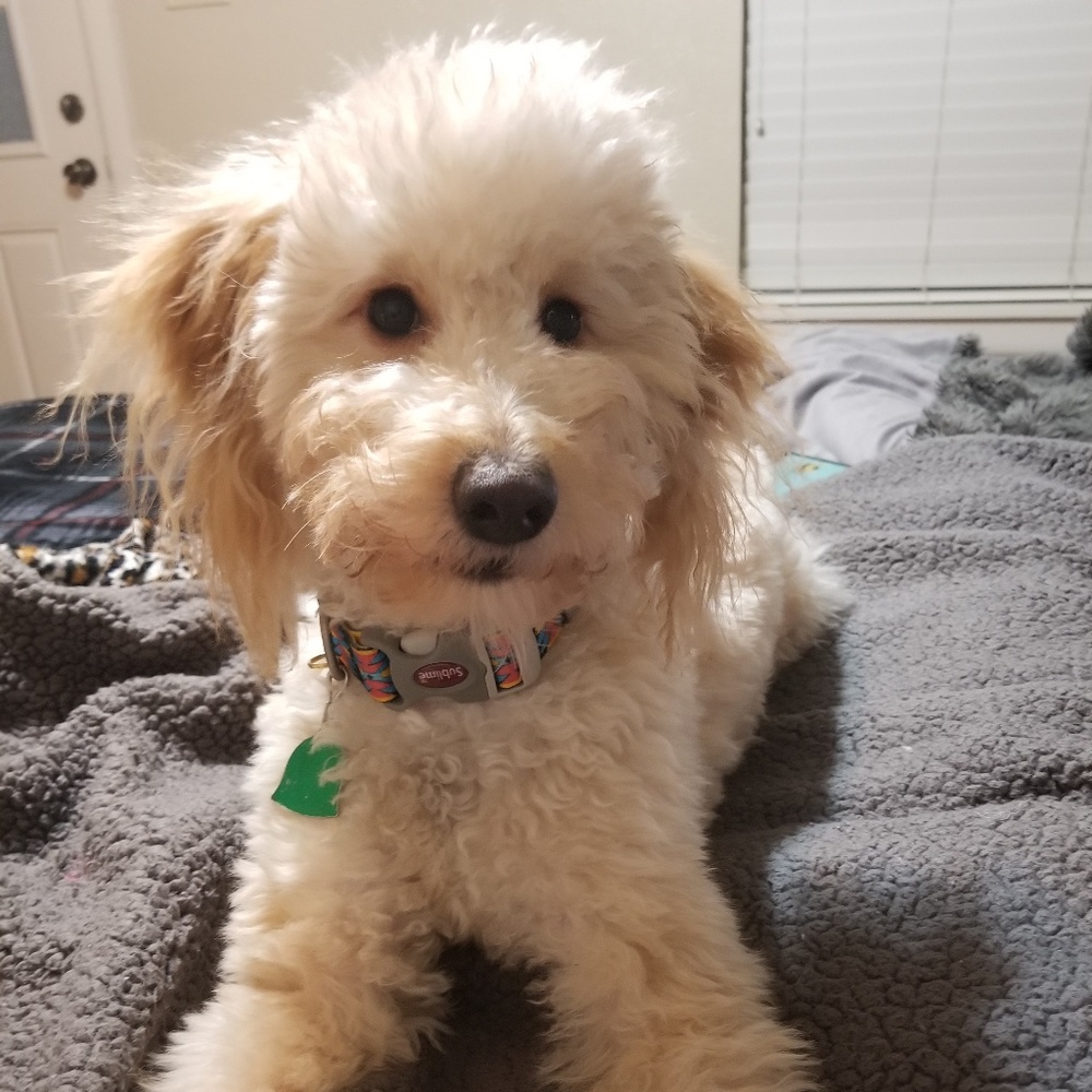 Meet your Posher, Lenzy